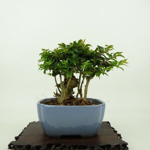 ~ Sg  9cm 邷ׂ Lagerstroemia indica TXx ~\nM TXx t Ϗܗp i i 