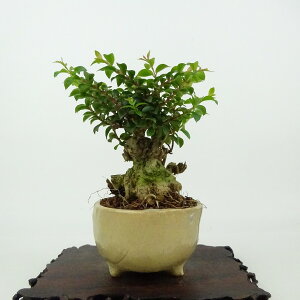 ~ Sg  11cm 邷ׂ Lagerstroemia indica TXx ~\nM TXx t Ϗܗp i i 
