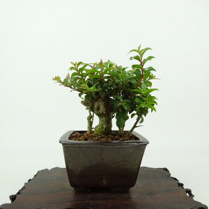 ~ Sg  8cm 邷ׂ Lagerstroemia indica TXx ~\nM TXx t Ϗܗp i i 