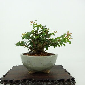 ~ Sg  8cm 邷ׂ Lagerstroemia indica TXx ~\nM TXx t Ϗܗp i i 