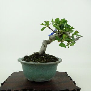 ~   10cm ܂ Pourthiaea villosa J}cJ o t Ϗܗp i i 