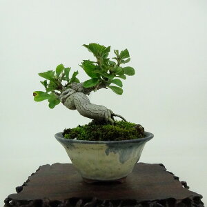 ~   10cm ܂ Pourthiaea villosa J}cJ o t Ϗܗp i i 