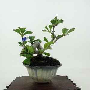 ~   10cm ܂ Pourthiaea villosa J}cJ o t Ϗܗp i i 