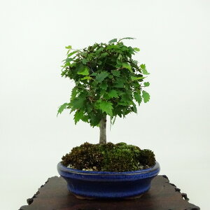~ O  14cm ₫ Zelkova serrata PL gt j PL t Ϗܗp i i 