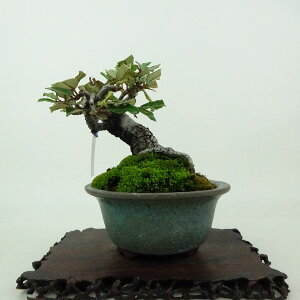 ~   10cm 񂮂 Elaeagnus JO~ O~ Ύ Ϗܗp i i 