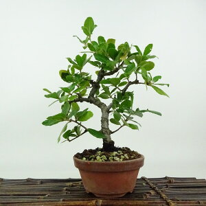 盆栽 姥目樫 樹高 約23cm うばめがし Quercus phillyraeoides ウバメガシ ブナ科 コナラ属 表緑樹 観賞用 現品 送料無料