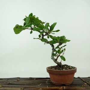 ~ Wڊ~  21cm ΂߂ Quercus phillyraeoides EoKV ui Ri \Ύ Ϗܗp i 