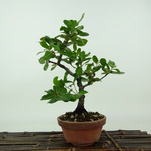 ~ Wڊ~  21cm ΂߂ Quercus phillyraeoides EoKV ui Ri \Ύ Ϗܗp i 