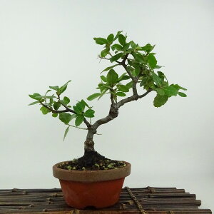 ~ Wڊ~  21cm ΂߂ Quercus phillyraeoides EoKV ui Ri \Ύ Ϗܗp i 