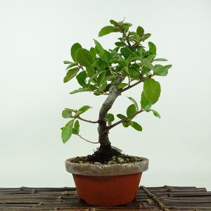 ~ Wڊ~  23cm ΂߂ Quercus phillyraeoides EoKV ui Ri \Ύ Ϗܗp i 