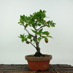 ~ Wڊ~  26cm ΂߂ Quercus phillyraeoides EoKV ui Ri \Ύ Ϗܗp i 