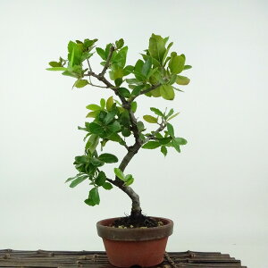 ~ Wڊ~  26cm ΂߂ Quercus phillyraeoides EoKV ui Ri \Ύ Ϗܗp i 