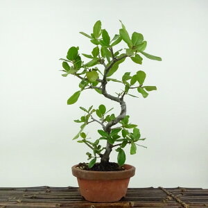 ~ Wڊ~  28cm ΂߂ Quercus phillyraeoides EoKV ui Ri \Ύ Ϗܗp i 