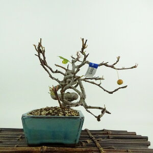 ~ C  12cm ǂ Malus micromalus JChE o t ӏܗp Ϗܗp i i 