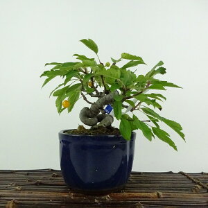 ~ _  13cm  Malus toringo Y~ o t ӏܗp Ϗܗp i i 