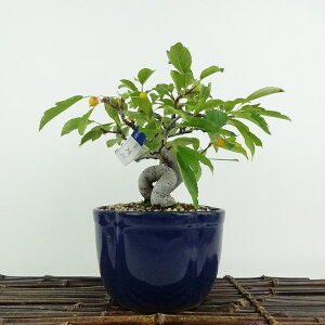 ~ _  16cm  Malus toringo Y~ o t ӏܗp Ϗܗp i i 