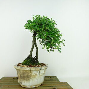 ~ R  22cm 񂵂傤 Osteomeles anthyllidifolia C\UVE  o emEE Ύ Ϗܗp i 