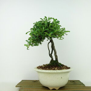 ~ R  22cm 񂵂傤 Osteomeles anthyllidifolia C\UVE  o emEE Ύ Ϗܗp i 