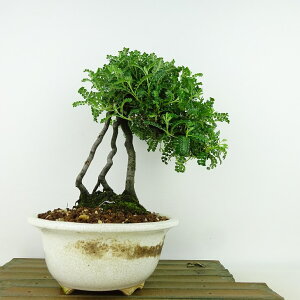 ~ R  21cm 񂵂傤 Osteomeles anthyllidifolia C\UVE  o emEE Ύ Ϗܗp i 