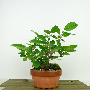 ~ ~[  14cm ߂ǂ Ilex serrata EhL `mL t Ϗܗp i i
