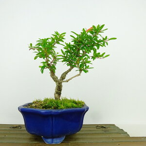 ~ Ξ  15cm  Punica granatum UN ~\nM UN t Ϗܗp i i 