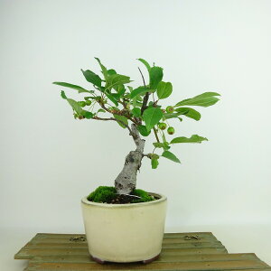 ~ C  22cm ǂ Malus micromalus JChE  o t Ϗܗp i
