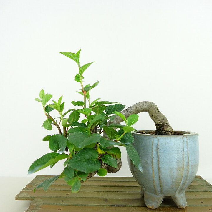 楽天市場】盆栽 姫林檎 樹高 上下 約15cm ひめりんご Malus prunifolia 