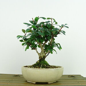 ~ ږ  14cm ߂ Berberis thunbergii M M t Ϗܗp i i