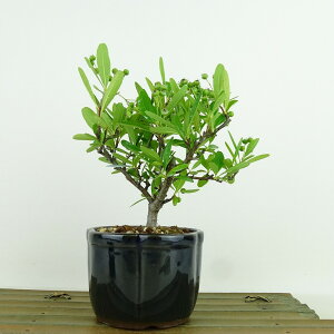 ~ sJT  14cm Pyracantha o Ύ Ϗܗp i i