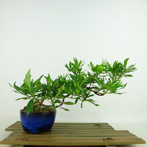 ~ q _  15cm Ȃ Gardenia jasminoides N`iV AJl N`iV Ύ Ϗܗp i i 