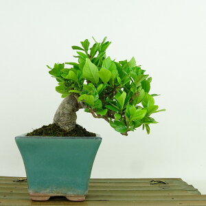 ~ q  10cm Ȃ Gardenia jasminoides N`iV AJl N`iV Ύ Ϗܗp i i