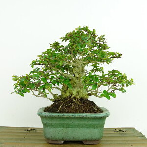 盆栽 百日紅 樹高 約14cm さるすべり Lagerstroemia indica サルスベリ ソハギ科 サルスベリ属 落葉樹 観賞用 小品 現品