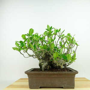 ~ q  20cm Ȃ Gardenia jasminoides N`iV AJl N`iV Ύ Ϗܗp i i