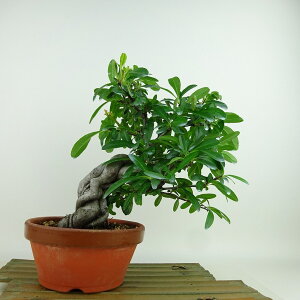 ~ sJT  23cm Pyracantha  o Ύ Ϗܗp i 