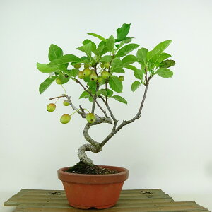 ~ C  25cm ǂ Malus micromalus JChE  o t Ϗܗp i 