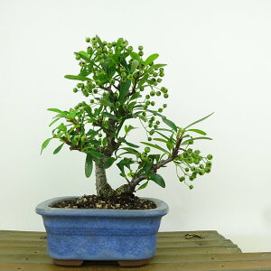 ~ sJT  17cm Pyracantha o Ύ Ϗܗp i i 