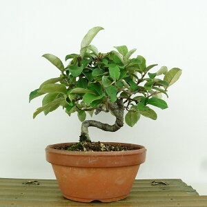 ~   15cm Ȃ Elaeagnus multiflora icO~ O~ t Ϗܗp i i 
