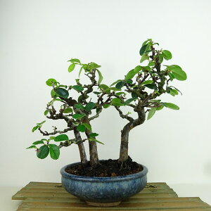 ~ ԗ  22cm  Pseudocydonia sinensis J o t Ϗܗp i 