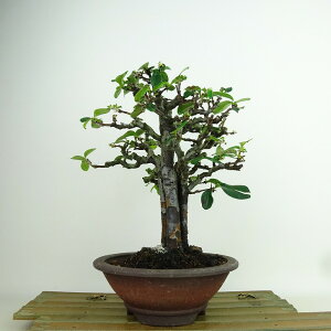 �~�� �ԗ� ���� ��21cm ����� Pseudocydonia sinensis �J���� �o���� ���t�� �Ϗܗp ���i ��������