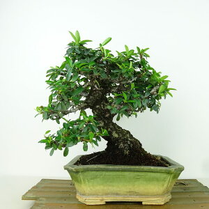 ~ sJT  19cm Pyracantha o Ύ Ϗܗp i i