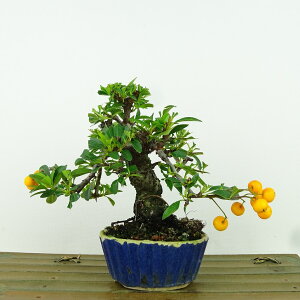 ~ sJT  11cm Pyracantha  o Ύ Ϗܗp i i