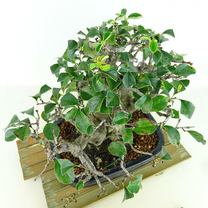 楽天市場】盆栽 花梨 樹高 約21cm かりん 高級盆栽 Pseudocydonia