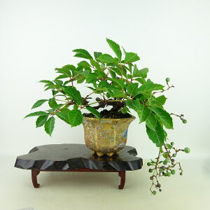 ~ AJd^  ㉺ 31cm ߂肩Â Parthenocissus quinquefolia 鐫 uhE c^ t  Ϗܗp i