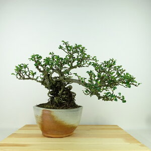 ~ ~ ~  22cm 傤΂ Chaenomeles japonica 'Chojubai' `EWoC o {P t Ϗܗp i