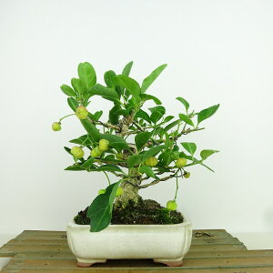 ~ ^|  17cm ܂ Euonymus sieboldianus }~  gt jVLM tLt Ϗܗp i i 