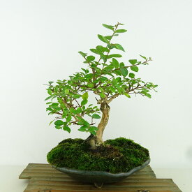 盆栽 百日紅 樹高 約27cm さるすべり Lagerstroemia indica サルスベリ 紫 ミソハギ科 サルスベリ属 落葉樹 観賞用 現品