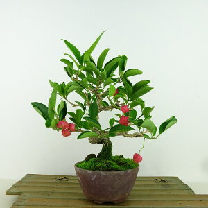 ~ ^|  18cm ܂ Euonymus sieboldianus }~   gt jVLM tLt Ϗܗp i i 