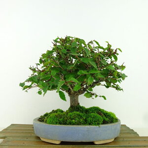~ O  17cm ₫ Zelkova serrata PL gt j PL t Ϗܗp i i