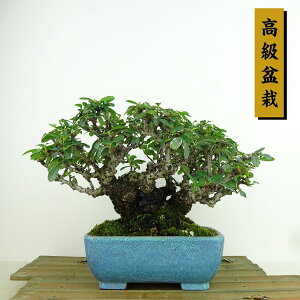 ~ sJT  14cm ~ Pyracantha Εt o Ύ Ϗܗp i i