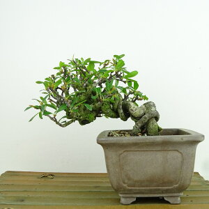 ~ sJT  9cm Pyracantha o Ύ Ϗܗp i i 